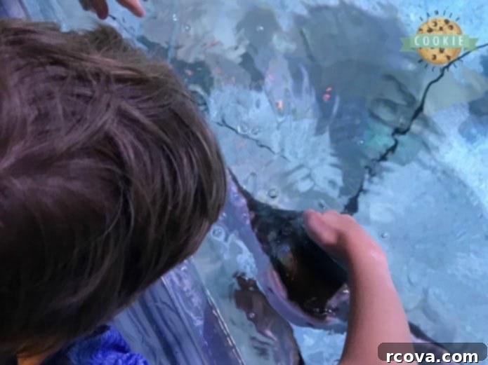 Mermaid Lagoon Cookies 7 A child's hand gently touching a stingray in an aquarium touch tank, symbolizing a love for marine life and inspiring Under the Sea themed cookies.