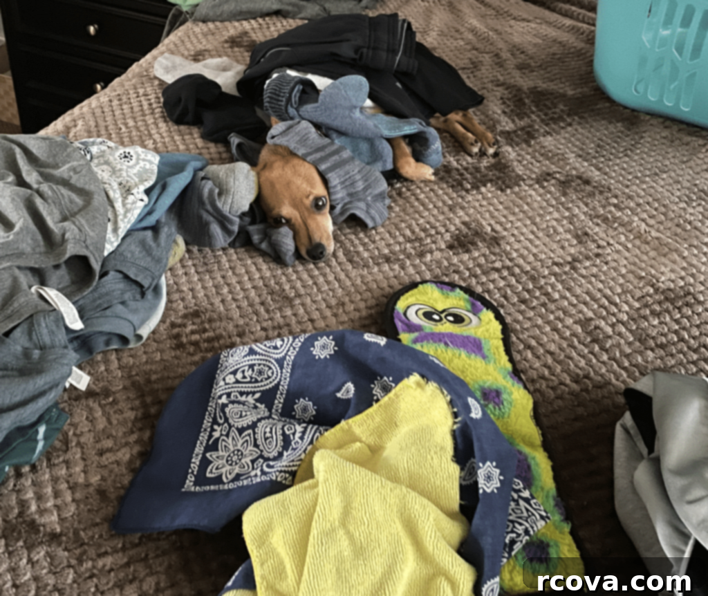 Grasshopper Delights 12 A dog lying comfortably on a pile of warm laundry on a bed.