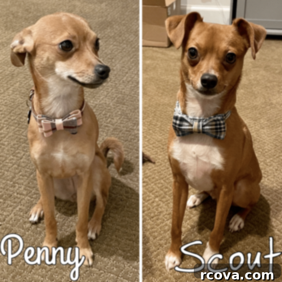 Wholesome Bites for Happy Pups 7 Two adorable dogs, Scout and Penny, ready for their homemade treats