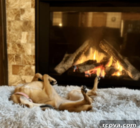 Bite-Sized Gingerbread Cookies 10 Cute dog Penny warming by the fireplace