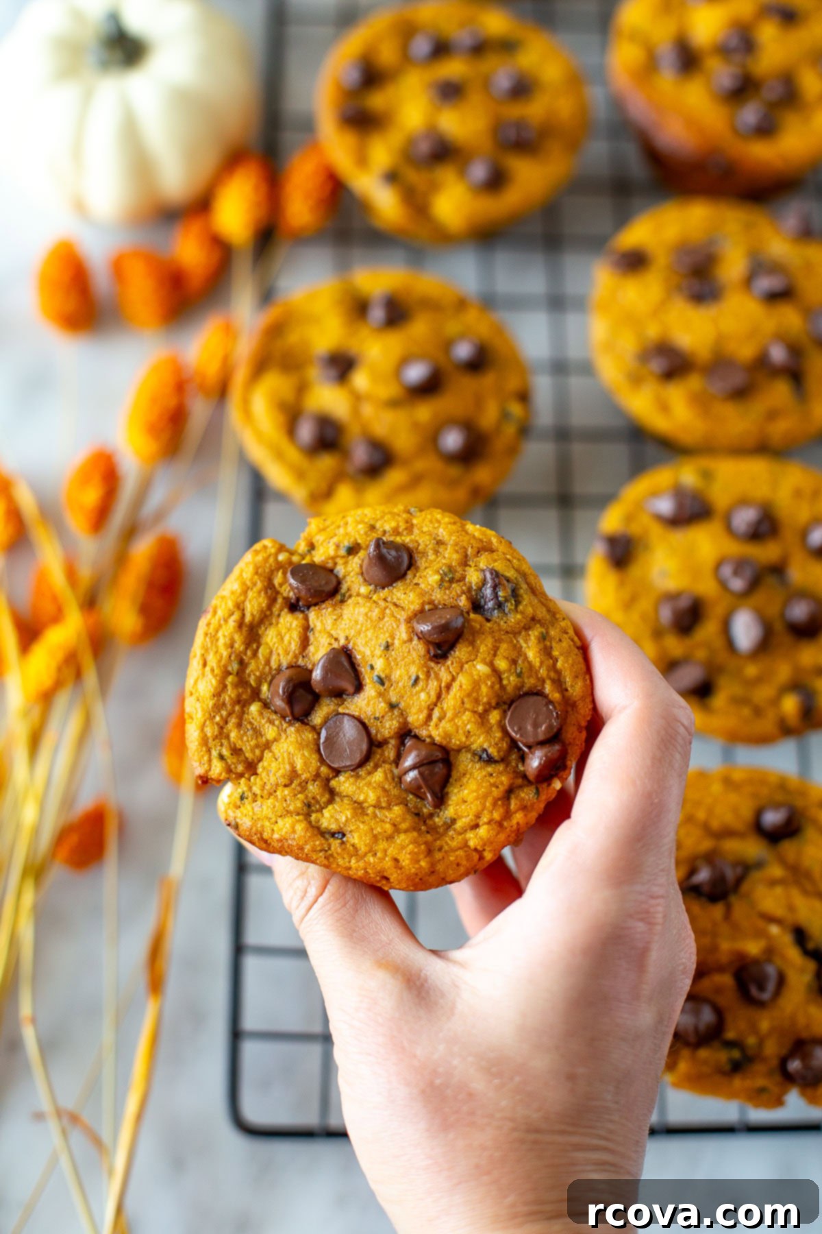 Power-Packed Chocolate Chip Pumpkin Protein Muffins 9 A hand holds up a pumpkin protein muffin with chocolate chips over a cooling rack with more muffins.